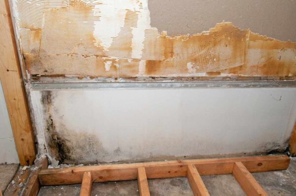 Basement Mold Cleaning Services