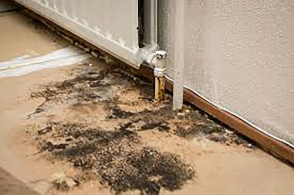 Basement Mold Cleaning Services