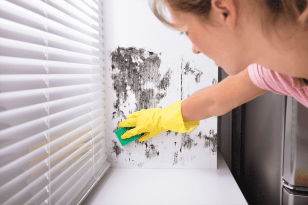 Mould Removal Dubai