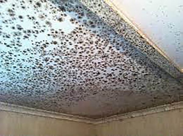 Mould Removal Dubai