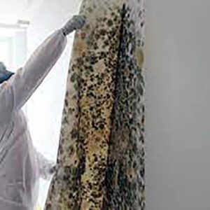 Mould Removal Dubai