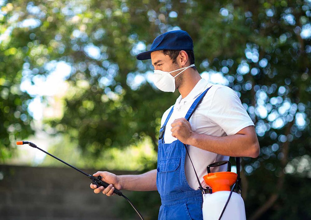 Pest Control And Cleaning Services Dubai