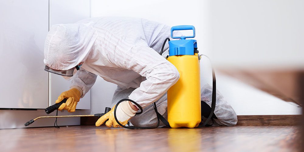 Pest Control And Cleaning Services Dubai