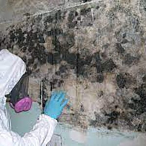 Dubai Professional Mold Remediation